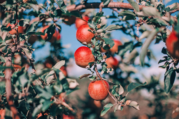 Beautiful ripe red apples on branches in orchard garden. Organic sweet fruits hanging on apple trees at farm. Eco natural background. Sunny summer or autumn fall day in countryside.  - Foto, afbeelding