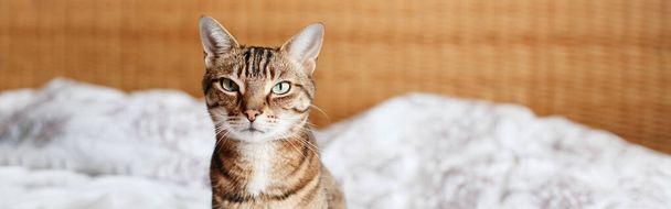 Bonito gato de estimação sentado na cama no quarto em casa olhando para a câmera. Relaxante peludo macio listrado animal doméstico com olhos verdes. Amigo felino adorável gatinho peludo. Cabeçalho do banner web. - Foto, Imagem