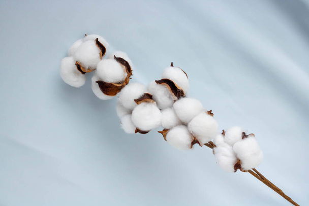 Una ramita de algodón contra un tejido azul suave. - Foto, Imagen