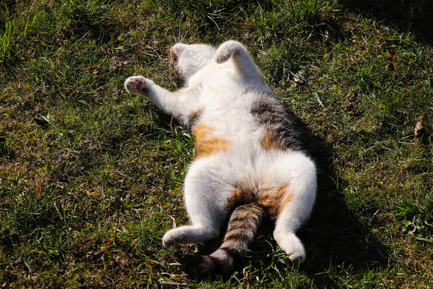 Genç evcil kedi çimlerin üzerinde gülümsüyor ve ısınıyor. Kedimizin dinlenme pozisyonu. Gerekli sıcaklığı elde etmek için bacaklarını uzat ve beyaz kürk giyin.. - Fotoğraf, Görsel