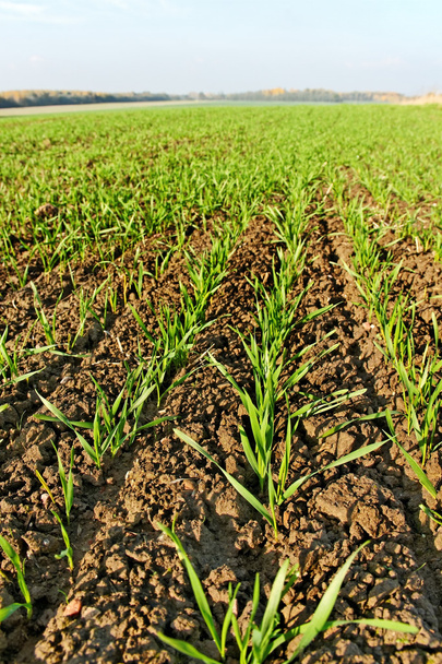 Growing wheat. - Photo, Image