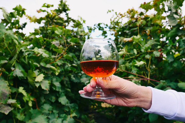 Cognac in a glass on the background of a grape garden outdoor. Girl holds a cognac glass in the grape fields background. Alcohol tasting. Snifter with alcohol on grapevine background. - Photo, Image
