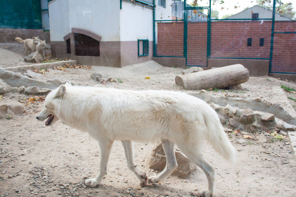 Fehér Farkas Belgrádban állatkert, Szerbia - Fotó, kép