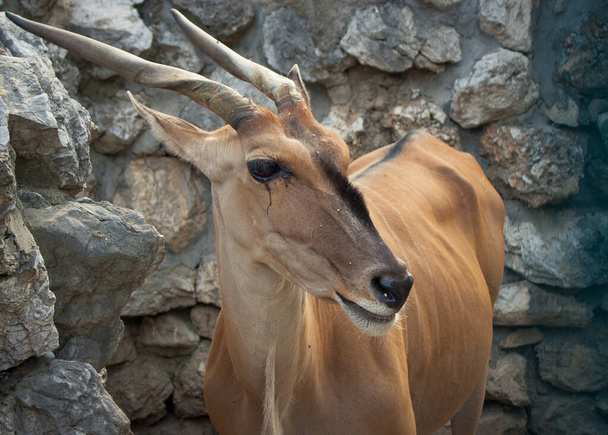 antilopa v ZOO Bělehrad, Srbsko - Fotografie, Obrázek