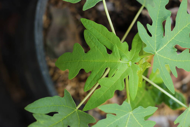 Beautifull leaf of carica papaya in organic garden - Photo, Image