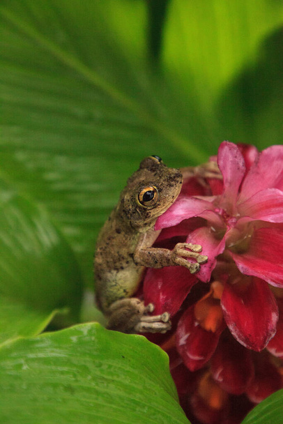 Perched on a Jewel of Burma Ginger flower is a Pinewoods treefrog Hyla femoralis in Naples, Florida - Photo, Image