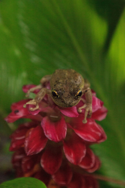 Perched on a Jewel of Burma Ginger flower is a Pinewoods treefrog Hyla femoralis in Naples, Florida - Foto, Imagem