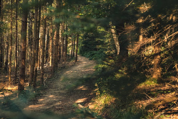 náladový dramatický podzim les příroda krajina scénický pohled na říjen měsíc slunečný den čas zkrácení mezi listoví na stezce pro pěší - Fotografie, Obrázek