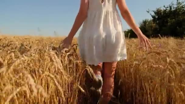 Genç kız sarı bir tarlada yavaşça yürür, buğday başaklarına elleriyle dokunur. Güzel kaygısız kadın buğday tarlasında doğanın ve güneşin tadını çıkarıyor. - Video, Çekim