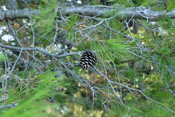 Old cones and green needles on a Mediterranean pine tree. - Photo, Image