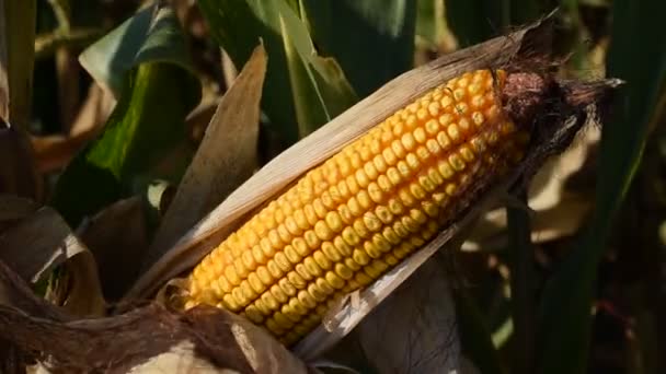 Oren van rijpe maïs in het veld - Video
