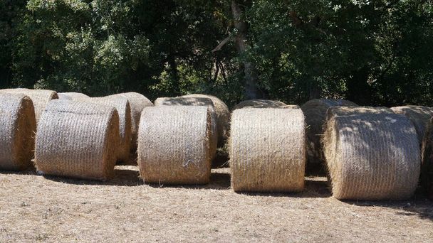 Rolls of hay bales in a field - Photo, Image