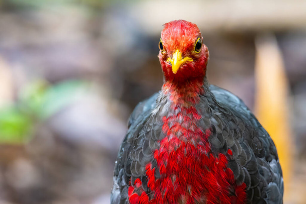 Natureza vida selvagem imagem pássaro de perdiz de cabeça carmesim É endêmico para a ilha de Bornéu - Foto, Imagem