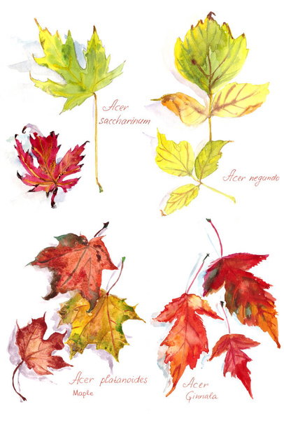 set of autumn maple leaves Acer platanoides and Acer Ginnala, Acer negundo and Acer saccharinum ,watercolor drawing on a white background. High quality illustration - Photo, Image