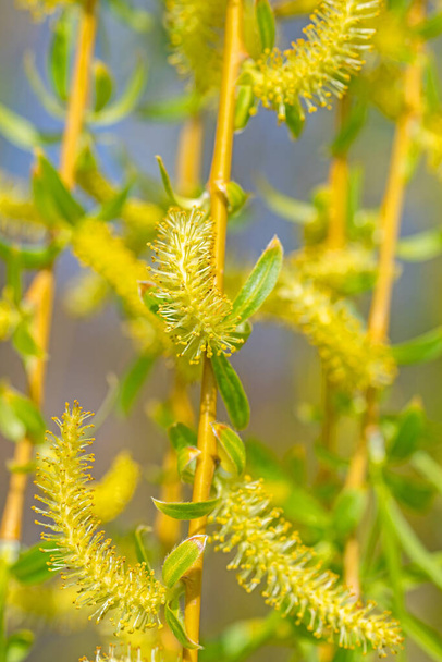 Blossoming weeping willow, Salix babylonica, in spring - Photo, Image