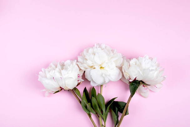 White peon flower on pastel pink background. Minimal background with one peony. Valentines Day, Easter, Birthday, Mother's day. Flat lay, top view, copy space - Photo, Image