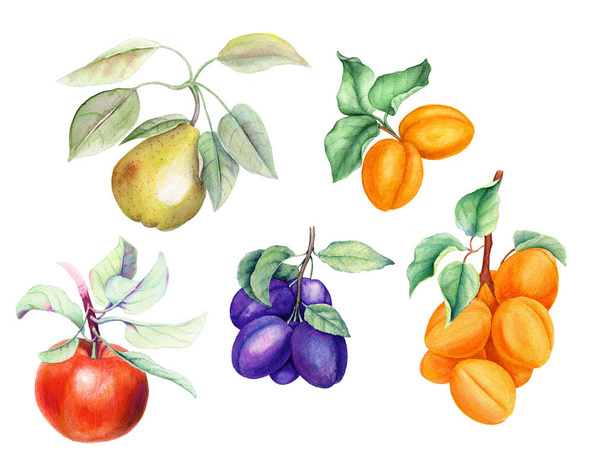 Σύνολο από κλαδιά φρούτων με πράσινα φύλλα που απομονώνονται σε λευκό φόντο υδατογραφία εικόνα κατάλληλη για το σχεδιασμό των τροφίμων - Φωτογραφία, εικόνα