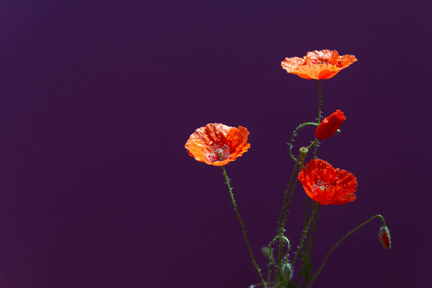 Kimppu punaisia unikkoja kukkia tummanvioletti tausta. Luonnonkukkia. Sulje kuva. Laadukas kuva - Valokuva, kuva