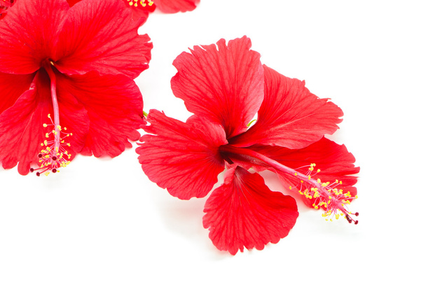 hibisco rojo
 - Foto, Imagen