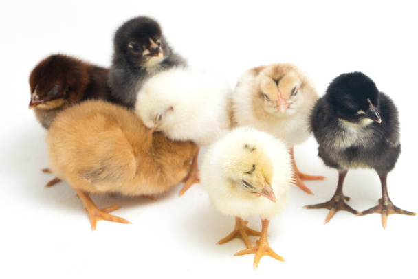 семь новорожденных желто-коричневых цыплят на белом - Фото, изображение