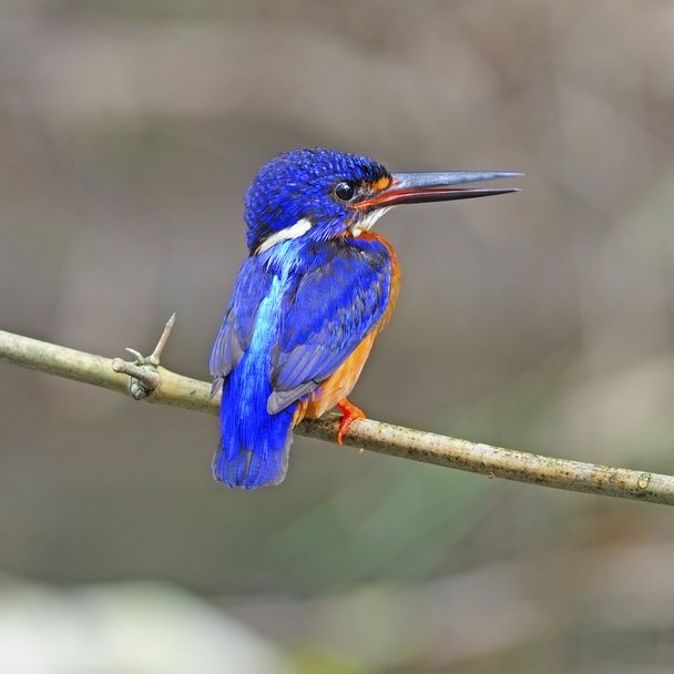 maschio Kingfisher dalle orecchie blu
 - Foto, immagini