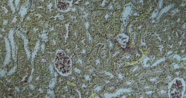 Munuainen rotan suuri suurennus mikroskoopilla 100x - Materiaali, video