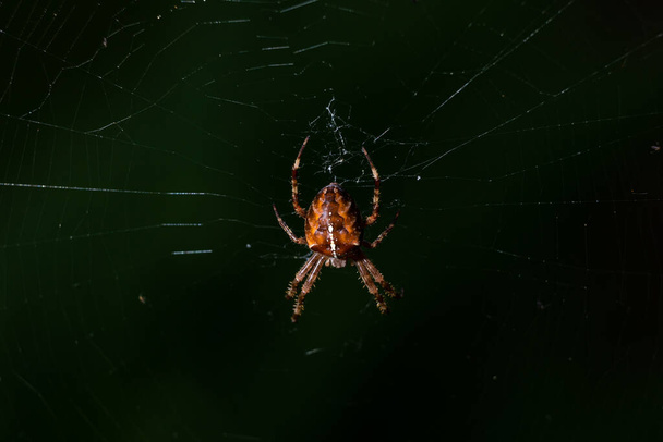 Noční obrázek lovu zahradního pavouka na síti - Fotografie, Obrázek