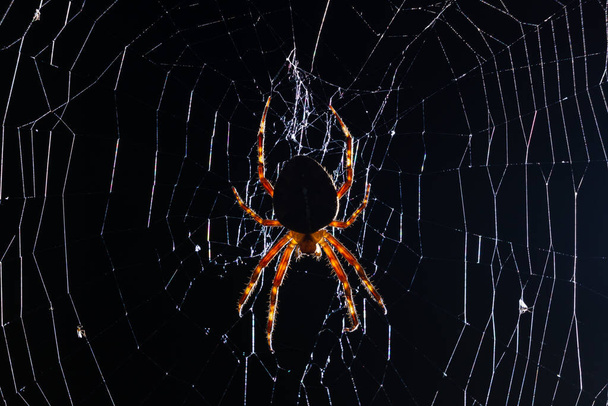 Foto notturna di caccia ragno giardino sulla rete - Foto, immagini