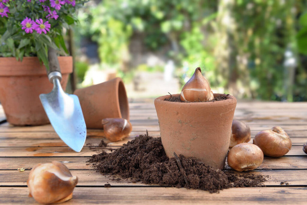 bulbe de fleurs dans un pot en terre cuite parmi la saleté sur une table de jardin en bois - Photo, image