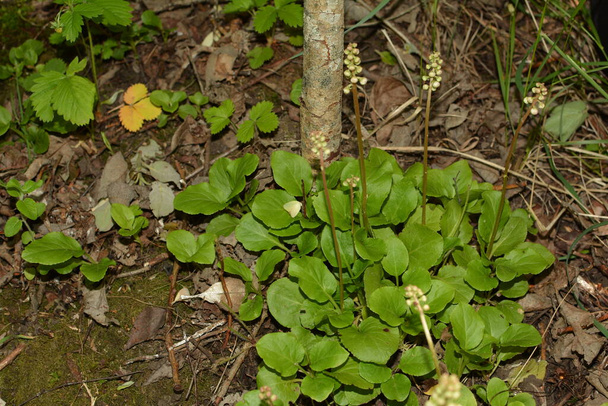 Round-Leaved Wintergreen - Pyrola rotundifolia.Pyrola rotundifolia, багаторічна трава, що належить до родини вересових.. - Фото, зображення