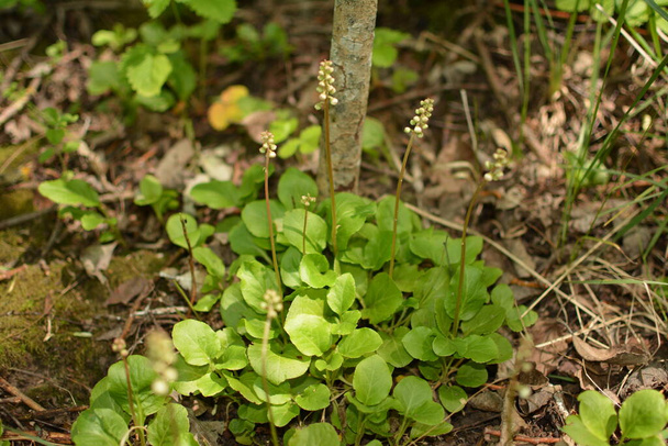 Round-Leaved Wintergreen - Pyrola rotundifolia.Pyrola rotundifolia, багаторічна трава, що належить до родини вересових.. - Фото, зображення
