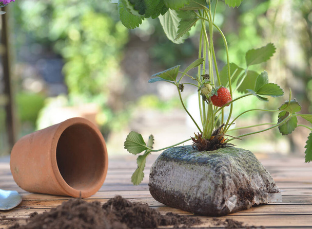 fraisier en terre sans pot posé sur une table de jardin  - Photo, image