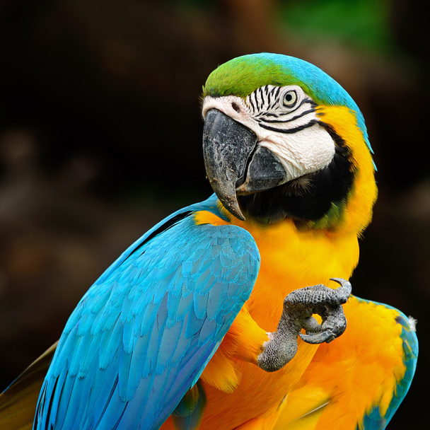 Macaw niebieski i złoty - Zdjęcie, obraz