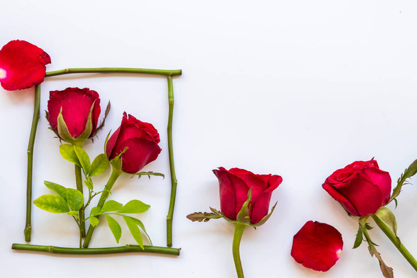барвисті червоні троянди розстановка плоский стиль листівки в квадратній рамці на фоні білого
  - Фото, зображення