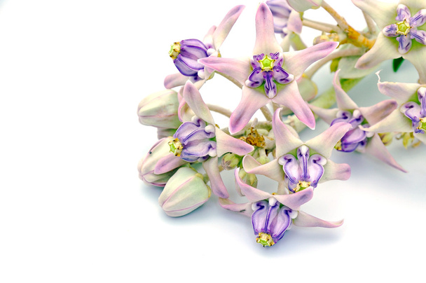 Korona virág - Fotó, kép