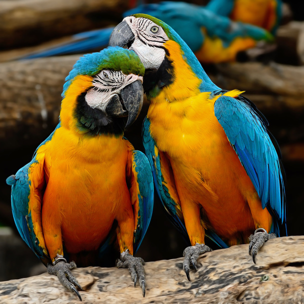 Blue and Gold Macaw - Foto, Bild