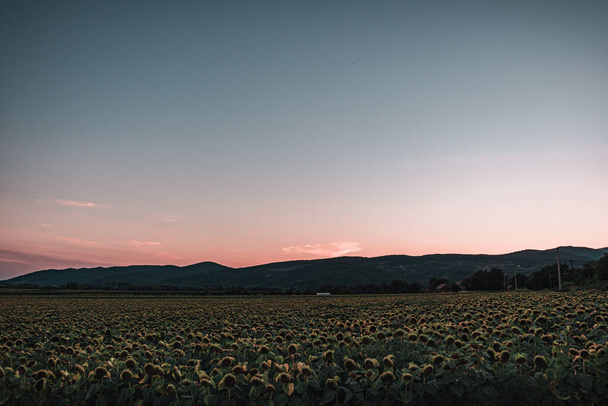 A scenic shot of a wide sunflower field with the silhouette of the mountains on the background - Fotografie, Obrázek