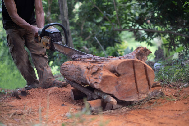 Een man houthakker zaagt boomstronk met de oude kettingzaag  - Foto, afbeelding