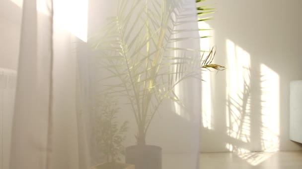 wind blows through the open window in the room. Waving white tulle near the window. Morning sun lighting the room, shadow background overlays. tropical palm tree in the room - Footage, Video