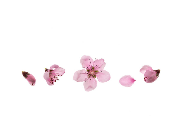 primer plano de flores y brotes de árbol de nectarina sobre fondo blanco con espacio de copia arriba - Foto, imagen