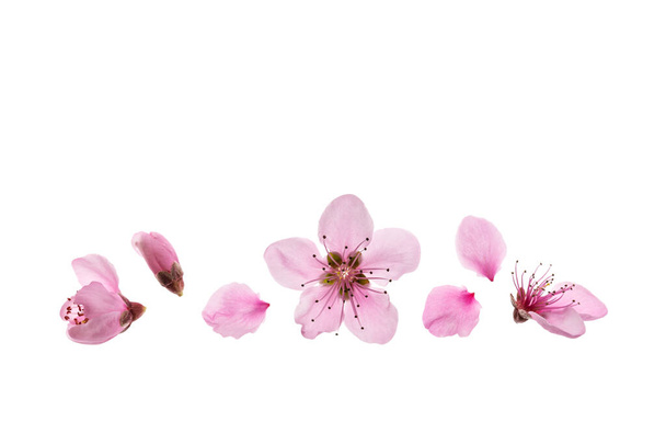 geïsoleerde perzikboom bloemen in bloei op witte achtergrond met kopieerruimte boven - Foto, afbeelding