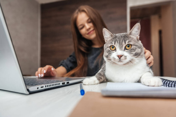 Young woman stroking a cat while working at a laptop - Fotoğraf, Görsel