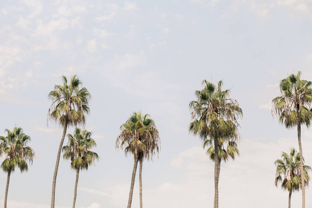 A low angle shot of palm trees - Zdjęcie, obraz