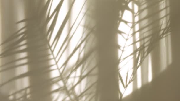 Morning sun lighting the room, shadow background overlays. Transparent shadow of tropical leaves. Abstract gray shadow background of natural leaves tree branch falling on white wall - Footage, Video