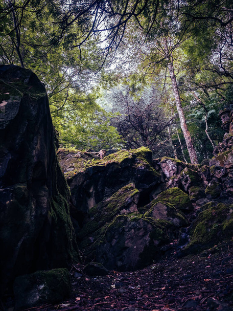 A vertical shot of stones covered with moss - Фото, изображение