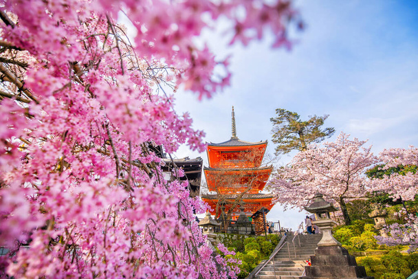 Kiyomizu-dera Temppeli ja kirsikankukka kausi (Sakura) kevätaika Kiotossa, Japanissa - Valokuva, kuva