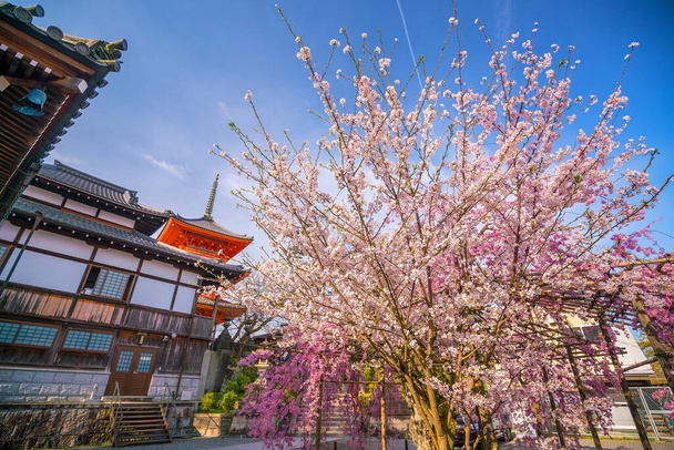 Kiyomizu templo dera y la temporada de flores de cerezo (Sakura) primavera en Kyoto, Japón - Foto, Imagen
