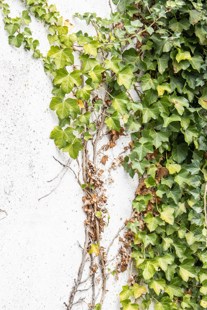 Beyaz bir duvarda büyüyen yeşil yaprakların dikey görüntüsü - Fotoğraf, Görsel