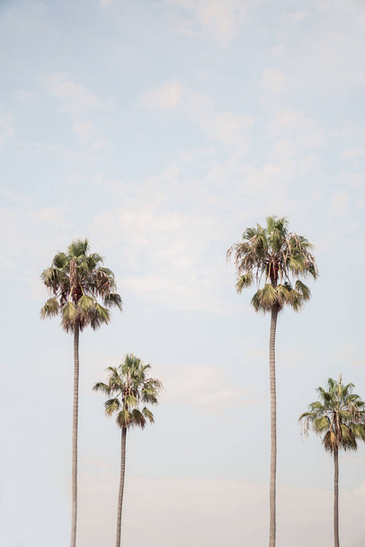 A vertical shot of palm trees - Фото, изображение
