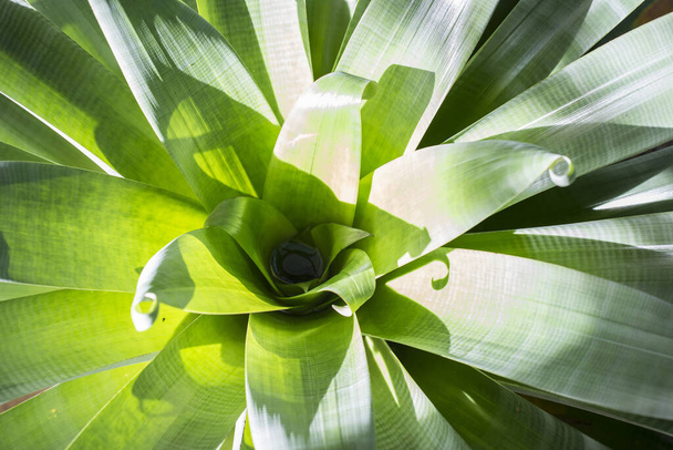 A closeup shot of agave - Photo, image